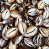 Cowrie Shell Cabochon, Chunky Sea Shell Stone Wholesale lot,